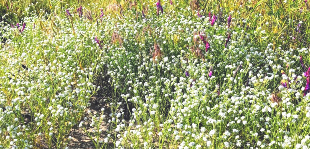 Family Polemoniaceae common cryptantha little white flowers