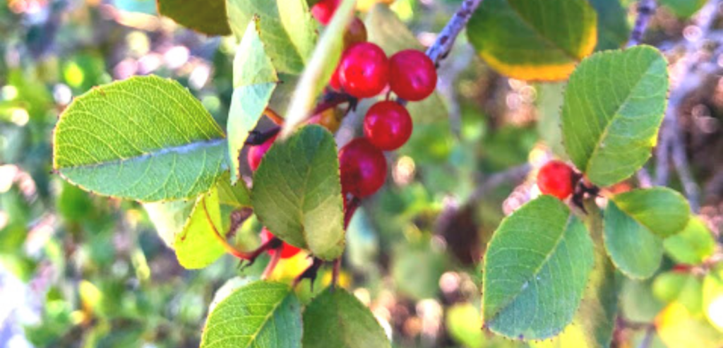 Family Rhamnaceae Hollyleaf redberry bush