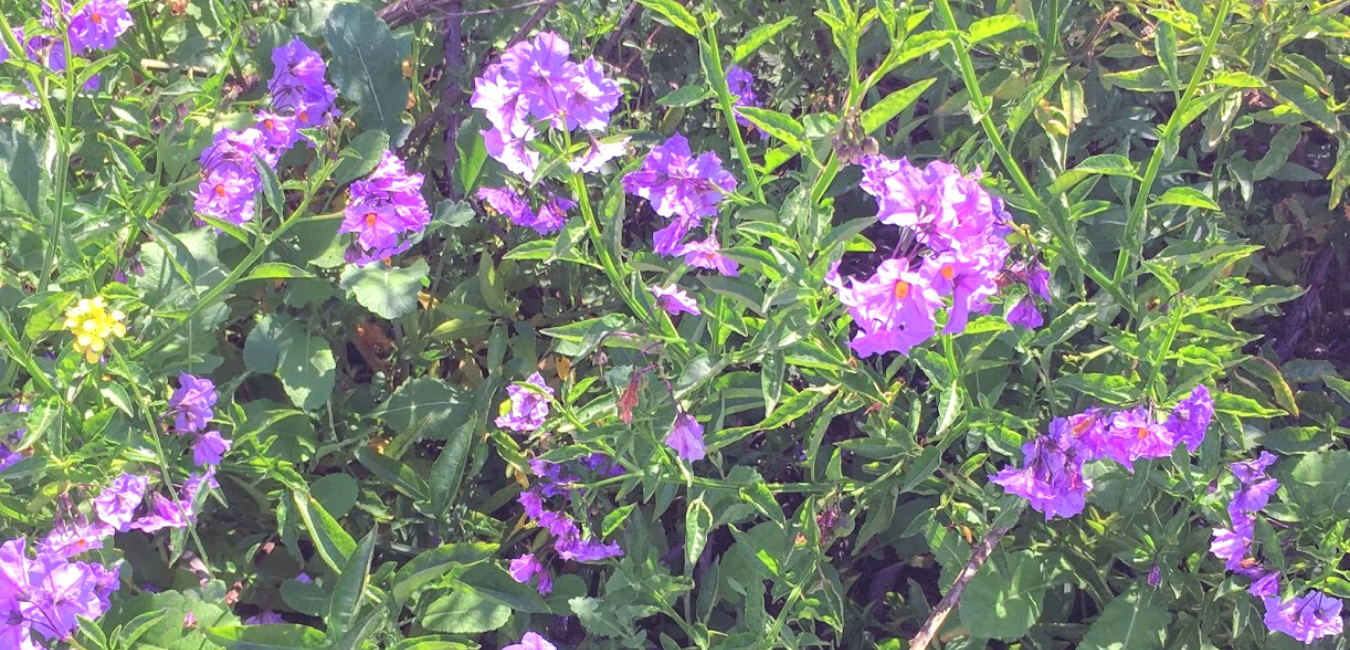Family Solanaceae Nightshade southern california native plants