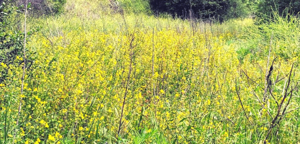 yellow monkey flower stream temecula creek inn trail