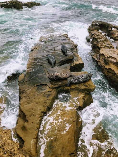 Checking out the La Jolla Harbor Seals – San Diego Beach Secrets