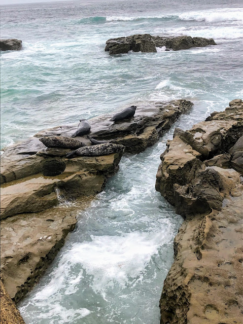 Where to See Seals in San Diego: La Jolla's Seal Rookery and Haul-Out  Places - Roads and Destinations