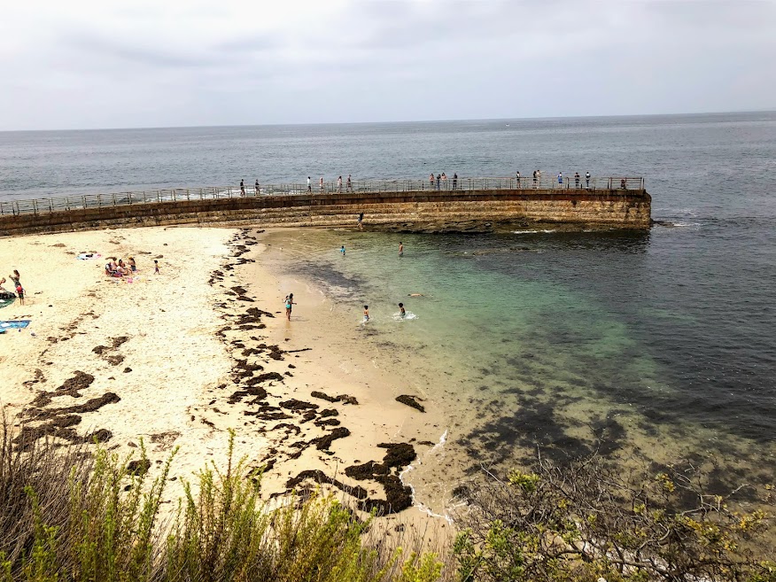 Checking out the La Jolla Harbor Seals – San Diego Beach Secrets