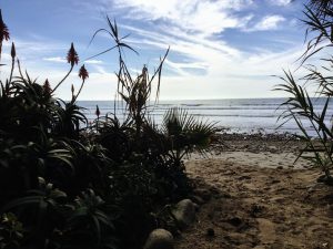 Old Mans Bamboo Garden San Onofre Surfing Beach