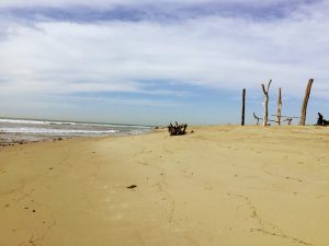 Lower Trestles Beach Art