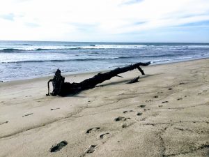 Lower Trestles driftwood