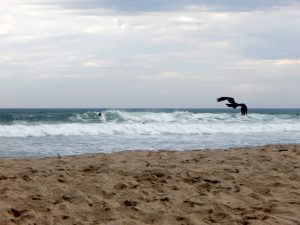 Lower Trestles Beach Crows