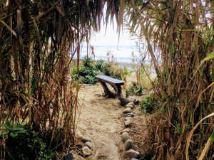 Bamboo Garden Heaven San Onofre State Beach