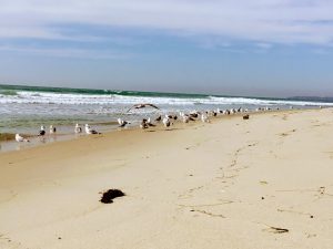 Lower Trestles Beach Seagulls