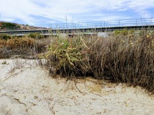 Trestles Beach Sand Dunes