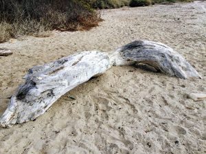 Driftwood Bench Upper Trestles Beach