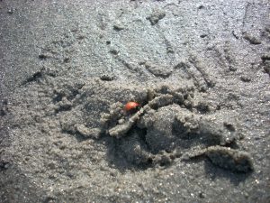 Lady Bug On Sand Coronado Beach
