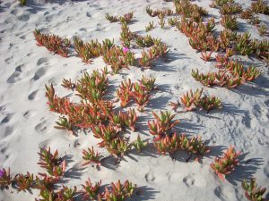 Hottentot-fig Coronado Island San Diego CA