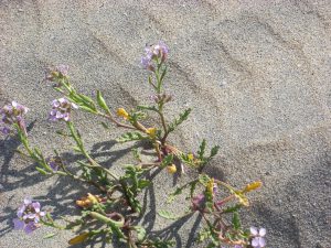 California sea rocket Coronado Island San Diego CA