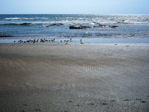 SS Monte Carlo Coronado Beach