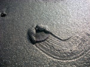 Pacific Sand dollar Coronado Island San Diego CA