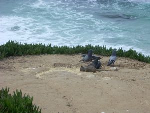 Wipeout Beach bluff La Jolla