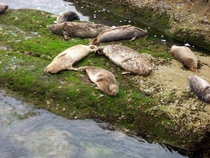 Harbor Seals Childrens Pool Beach