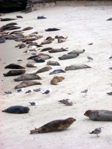 Harbor Seals La Jolla Coast Walk