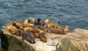 California sea lions Seal Rock La Jolla