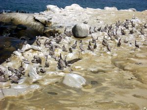 Brown Pelicans Point La Jolla