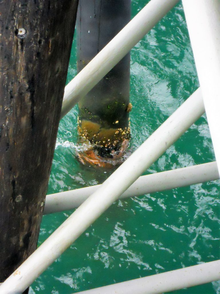 oceanside pier piling