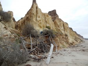 Trails Beach San Onofre State Beach