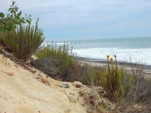 San Onofre Bluffs Trails Beach