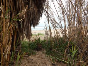 Old Mans Bamboo Garden San Onofre State Beach