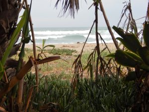 Old Mans Bamboo Garden San Onofre State Beach