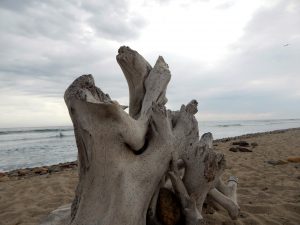 Lower Trestles Driftwood Surfboard holders