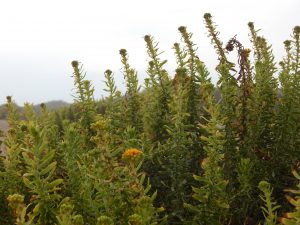 Goldenrod San Onofre State Beach