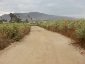 San Onofre State Beach Trail