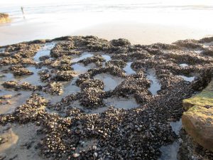 Sea Anemones and Mussels Swami's State Beach