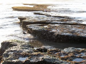 Swami's Tidepools Swami's State Beach