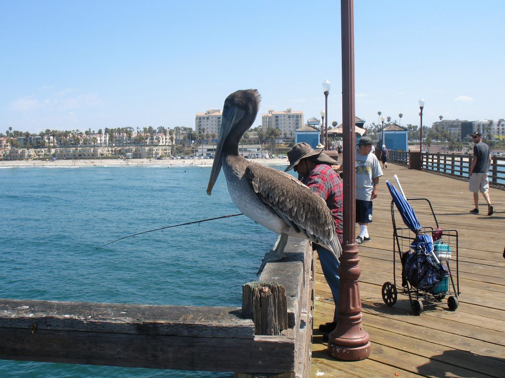 Brown Pelican