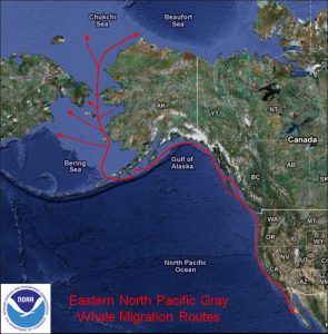 Eastern North Pacific Gray Whale Migration Route