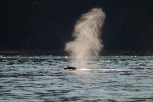 Humpback whale spout San Diego whale watching