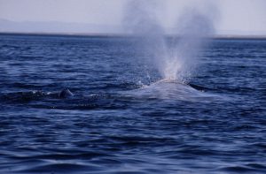 Gray Whale Heart Shaped Spout