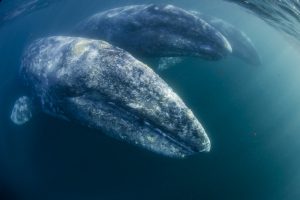 Gray Whales San Diego Whale Watching