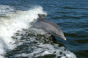 Common Bottlenose Dolphin San Diego Whale Watching