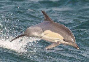 Common Dolphins San Diego Whale Watching