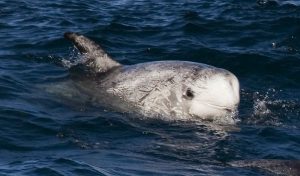 Rissos Dolphin San Diego Whale Watching