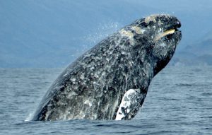 Gray whale breaching San Diego Whale Watching