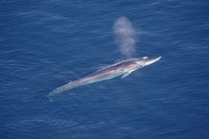 Fin Whale san diego whale watching