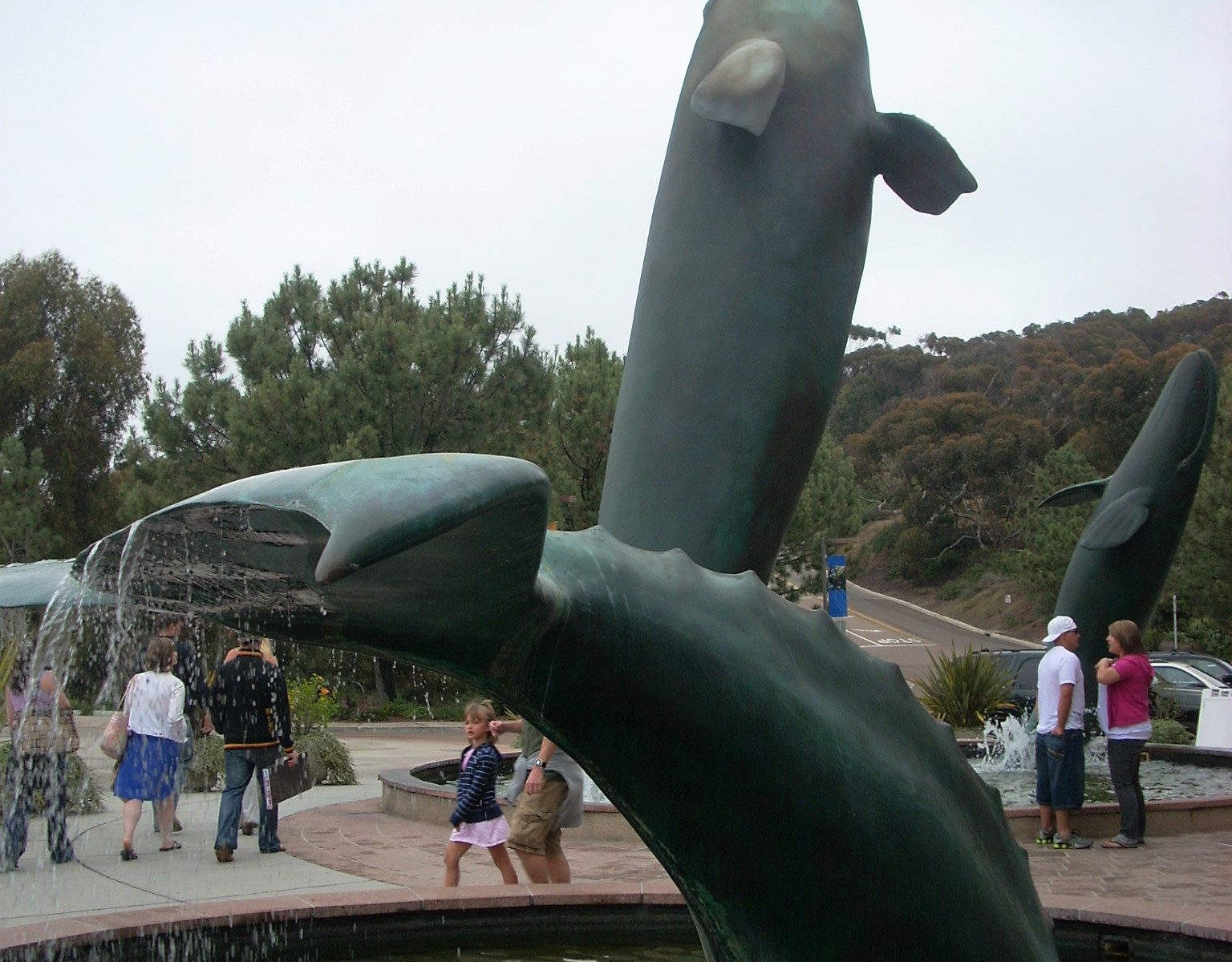 California gray whale san diego whale watching