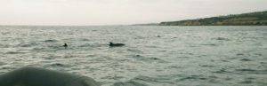 Pacific Bottlenose Dolphins