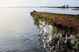 Swami's State Beach Reef