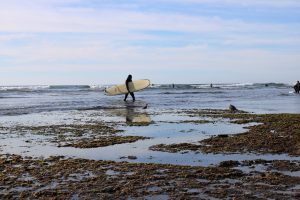 Surfing Cardiff State Beach Beaches of Encinitas