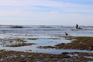 Carlsbad State Beach Reef